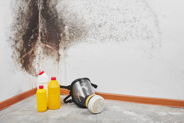 Attic Mold Removal in Dwight, IL