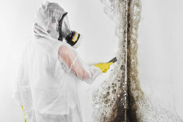 Best Mold Testing  in Dwight, IL