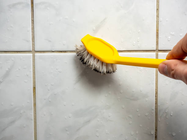 Reliable Dwight, IL Mold Removal Solutions