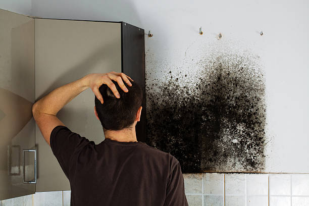 Best Black Mold Removal  in Dwight, IL